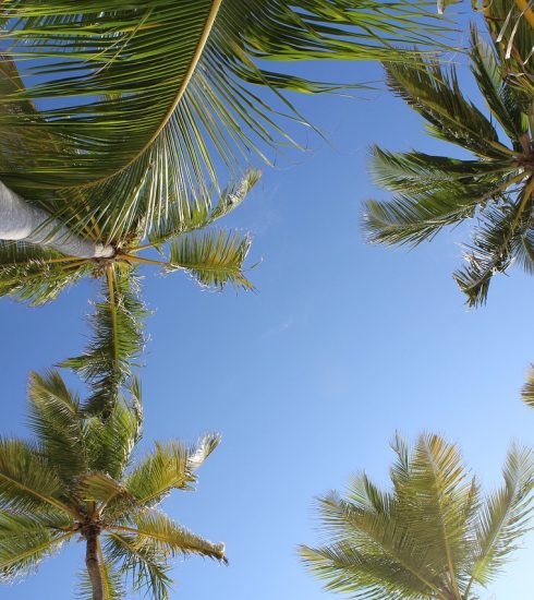 palms, punta cana, tropical